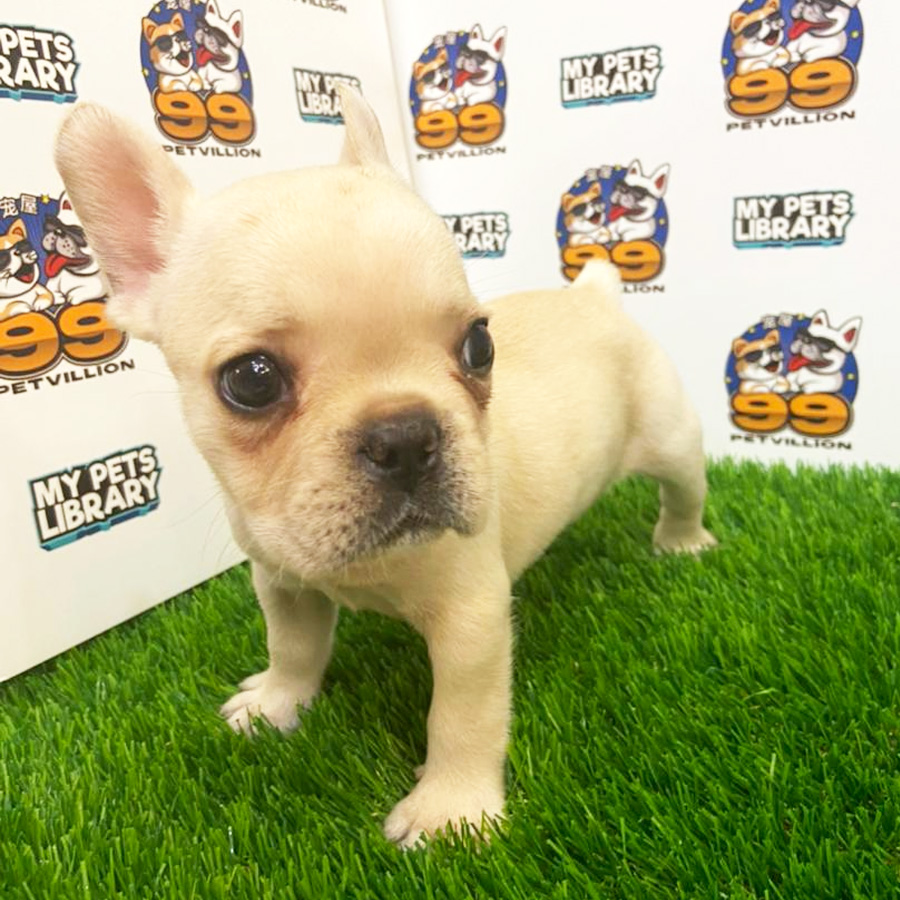 French Bulldog Puppy (Female) For Sale