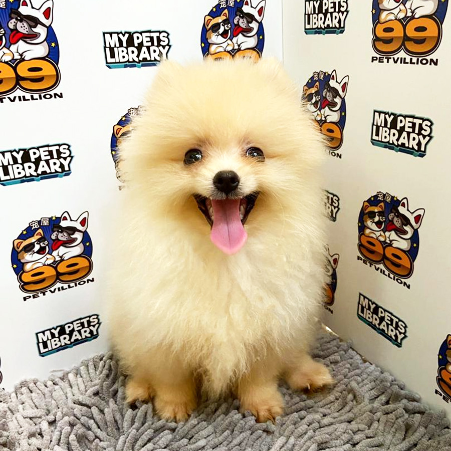 Pomeranian Puppy (Male) For Sale