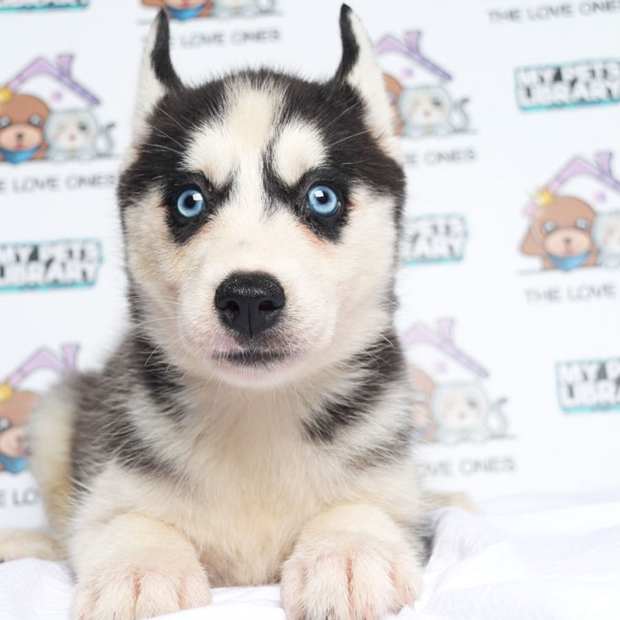 MKA Blue Eye Quality Wooly Husky Puppy (Female) For Sale