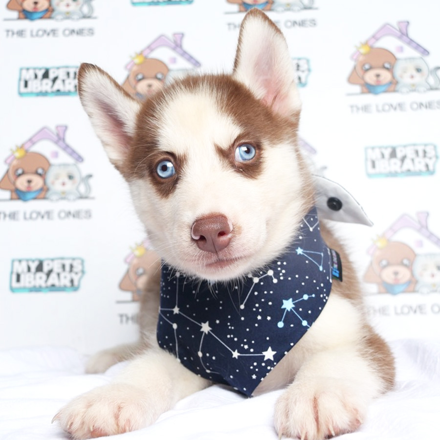 MKA Blue Eye Quality Wooly Husky Puppy (Male) For Sale