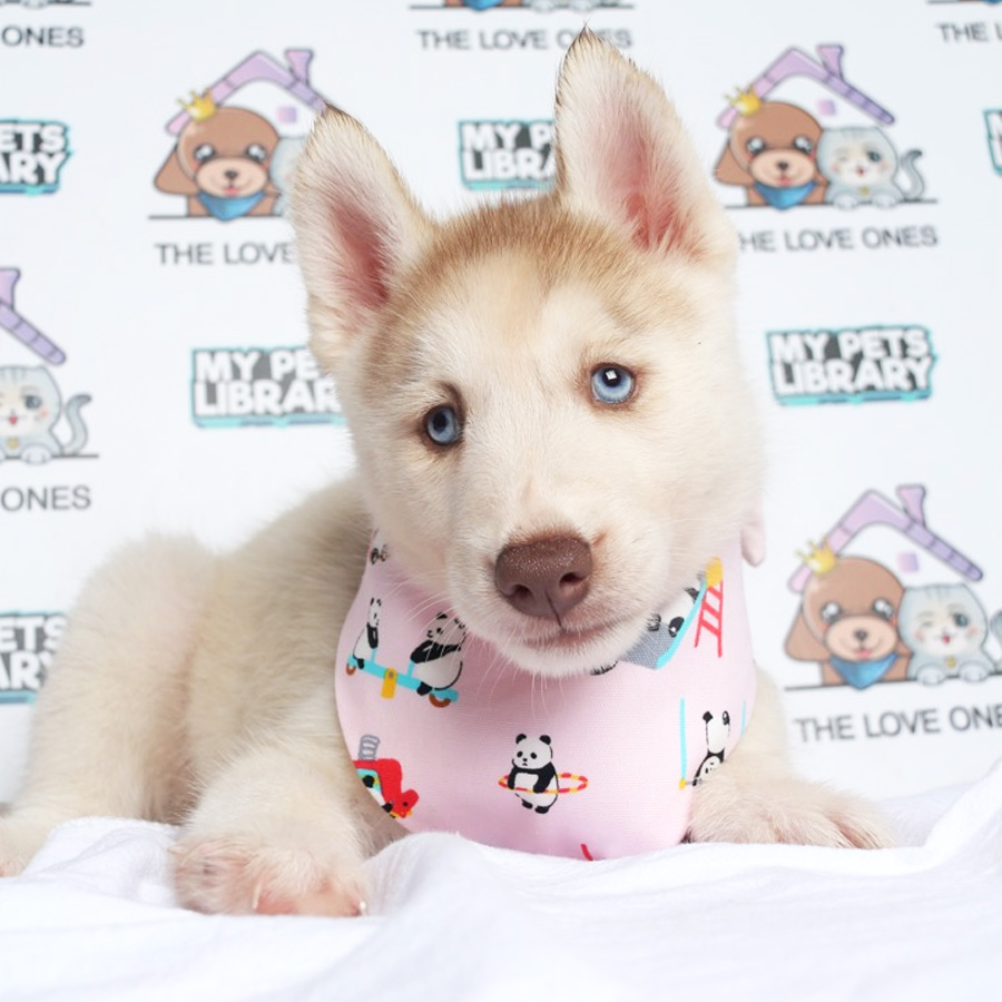 MKA Blue Eye Quality Wooly Husky Puppy (Female) For Sale