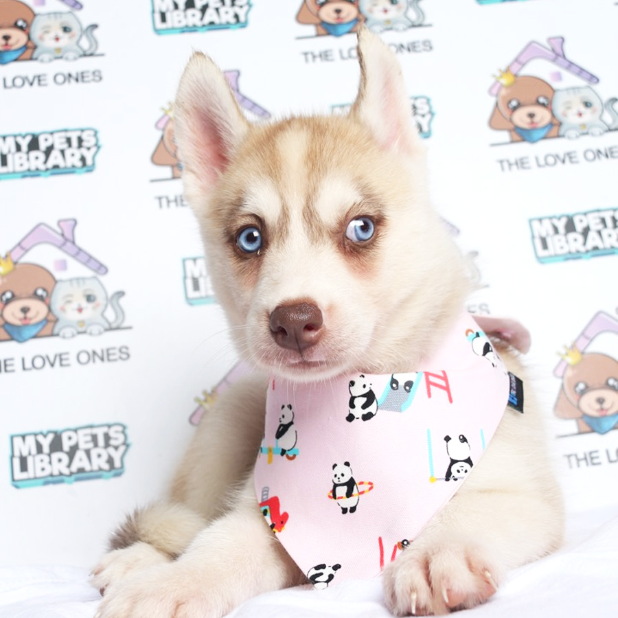MKA Blue Eye Quality Wooly Husky Puppy (Female) For Sale