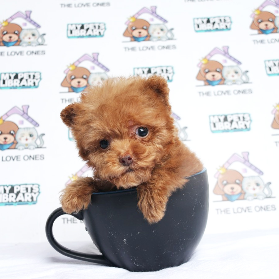 Teacup Poodle Puppy (Female) For Sale