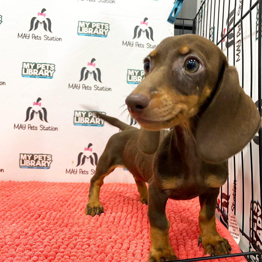 Miniature Dachshund Puppy (Female) For Sale