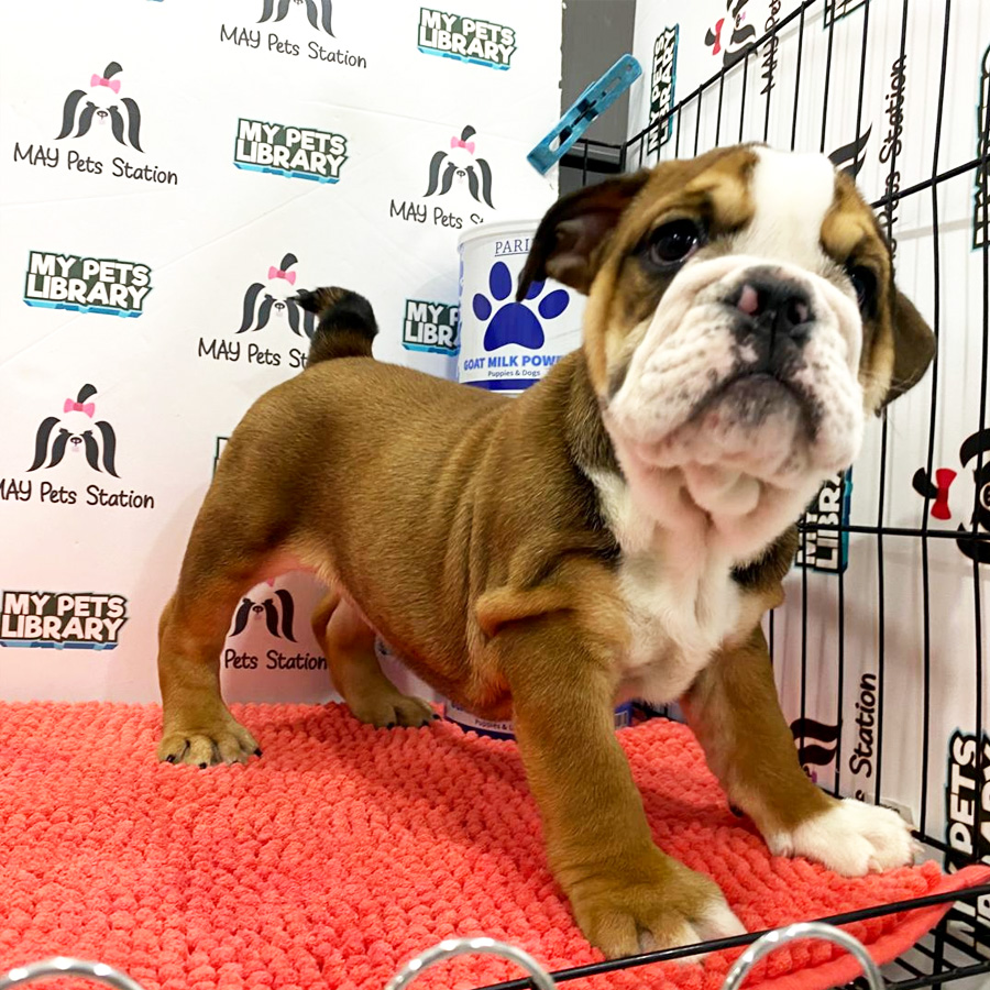 English Bulldog Puppy (Female) For Sale