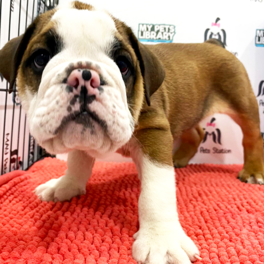 English Bulldog Puppy (Male) For Sale