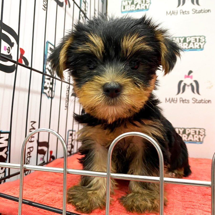 Yorkshire Terrier Puppy (Female) For Sale