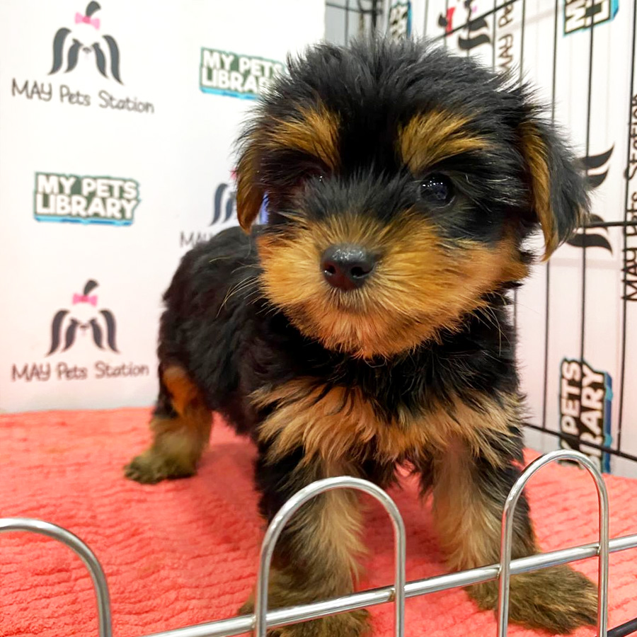 Yorkshire Terrier Puppy (Female) For Sale