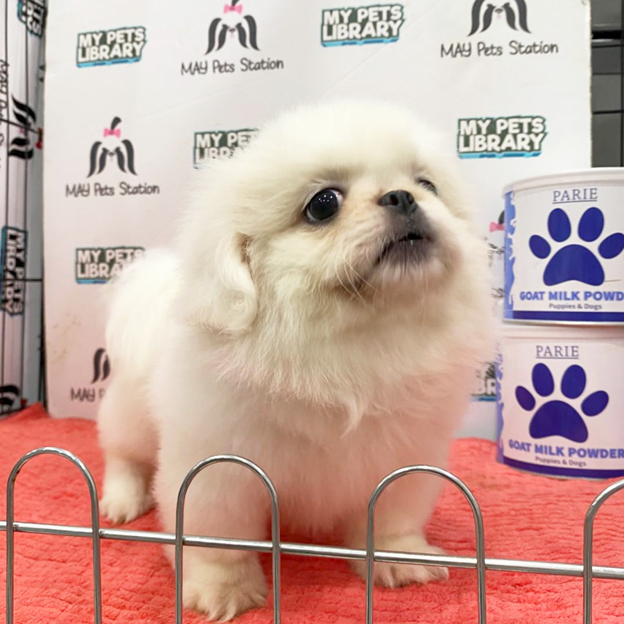 Pekingese Puppy (Female) For Sale