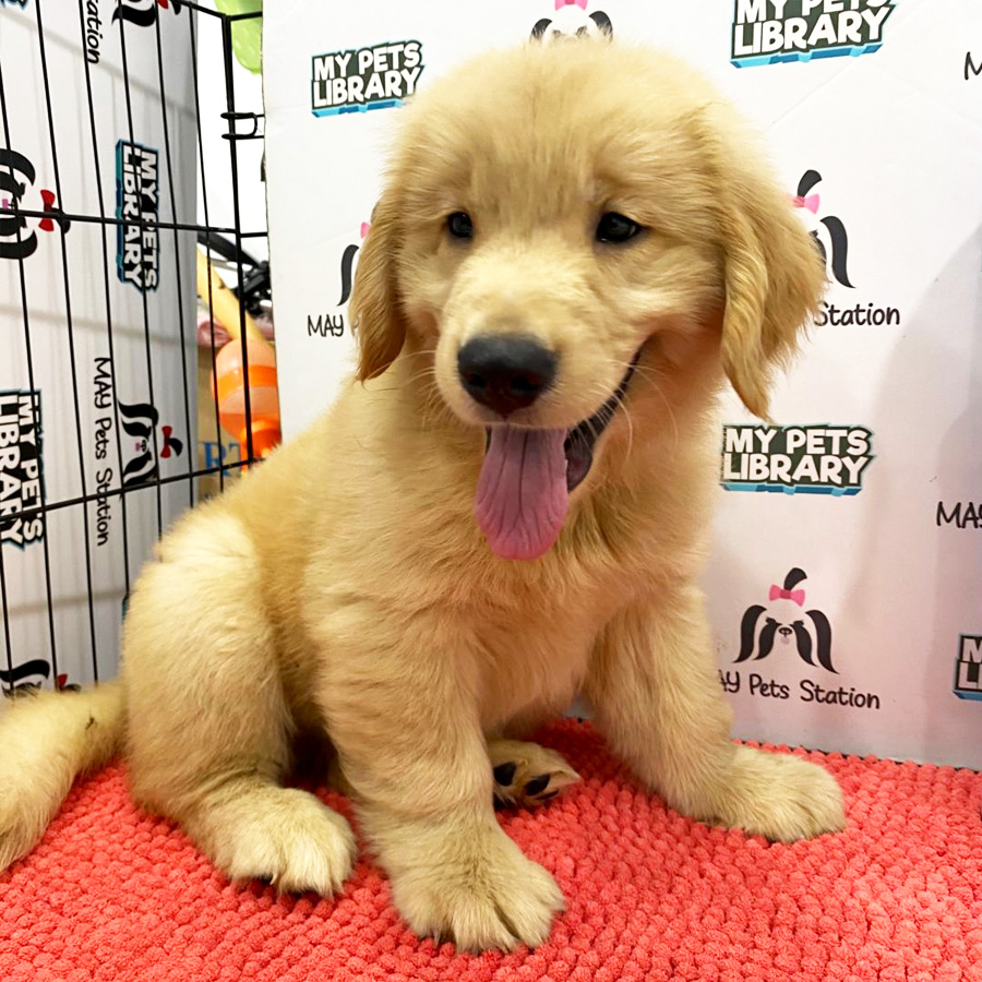 XXLGolden Retriever Puppy (Male) For Sale