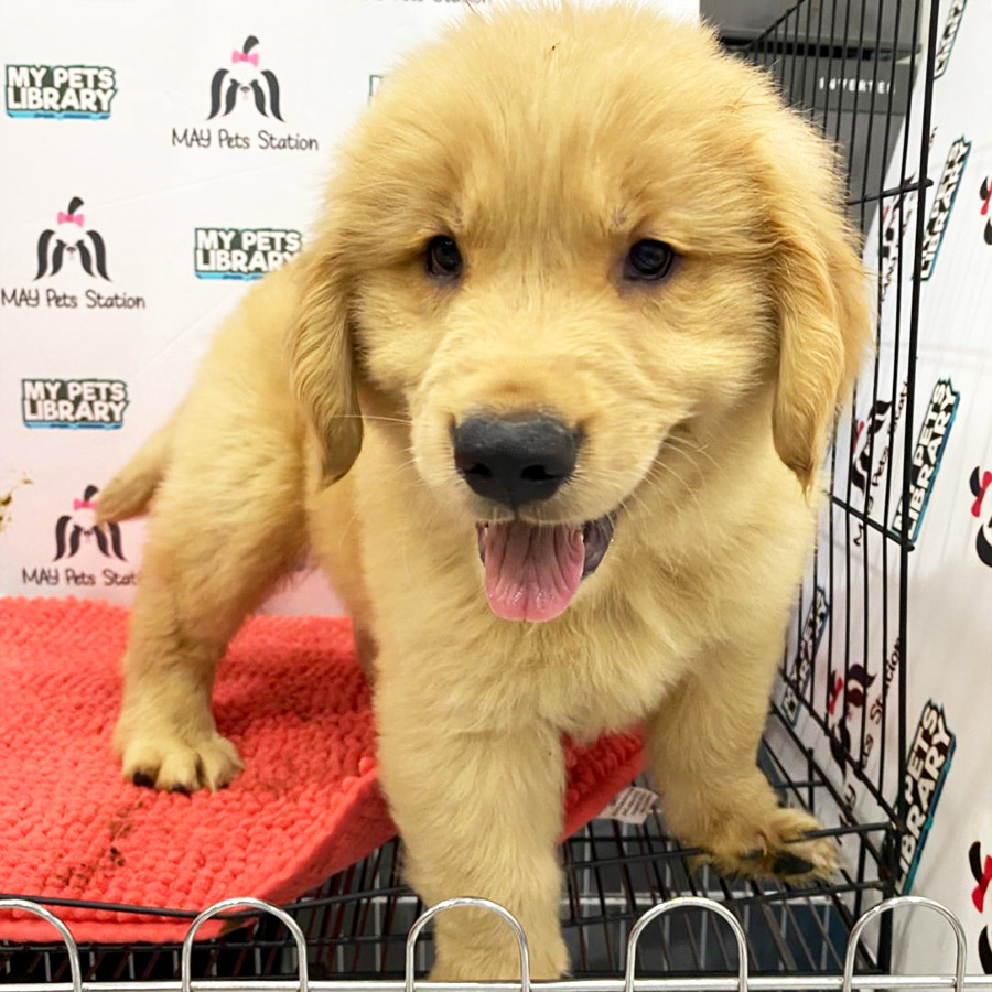XXLGolden Retriever Puppy (Male) For Sale