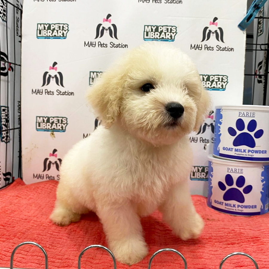 Toy Poodle Puppy (Male) For Sale