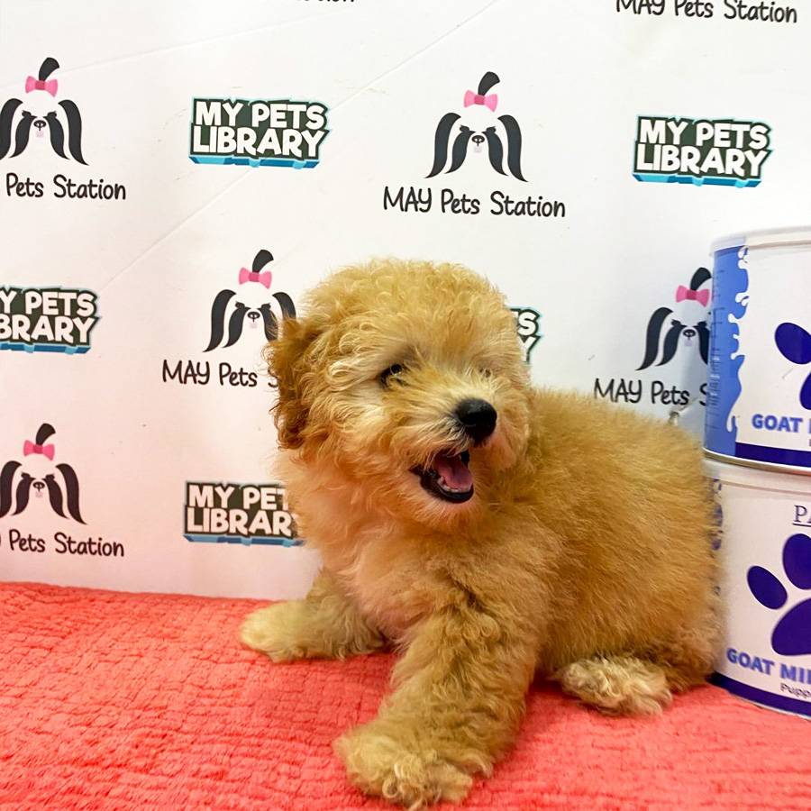 Toy Poodle Puppy (Female) For Sale