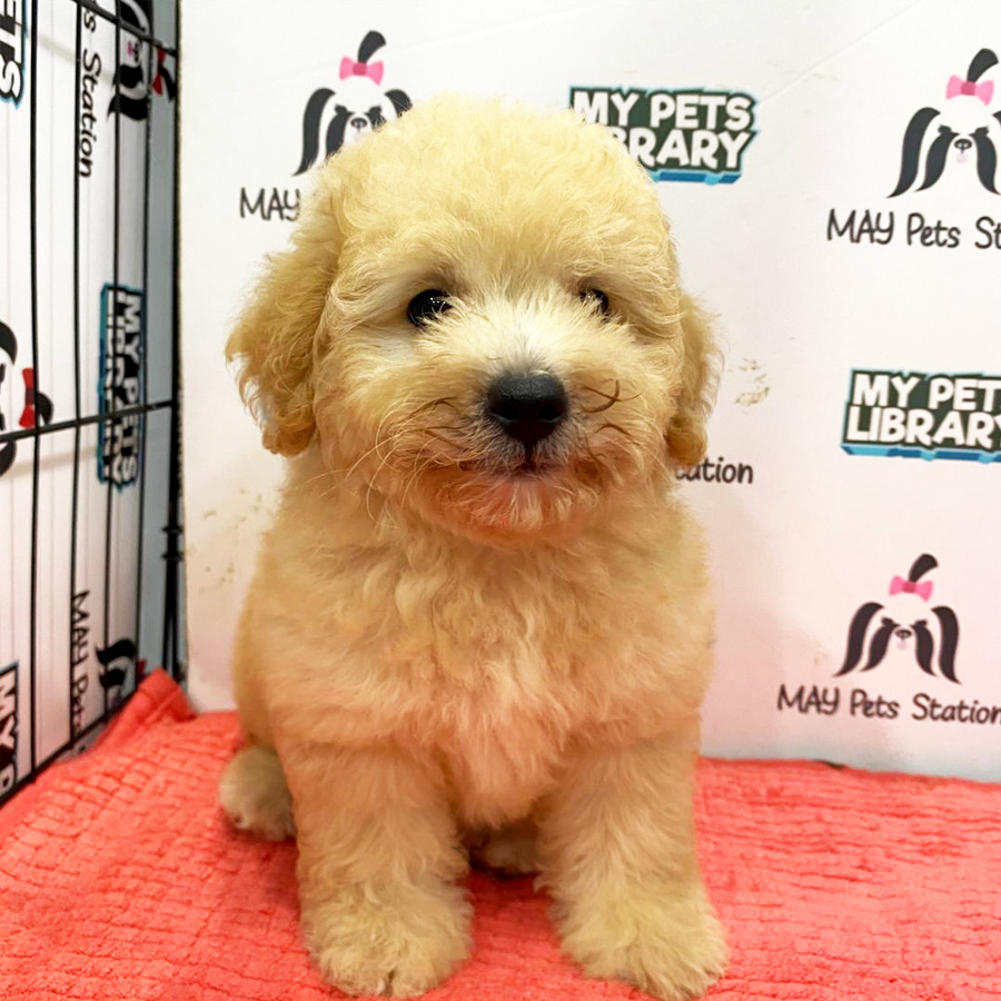 Toy Poodle Puppy (Female) For Sale