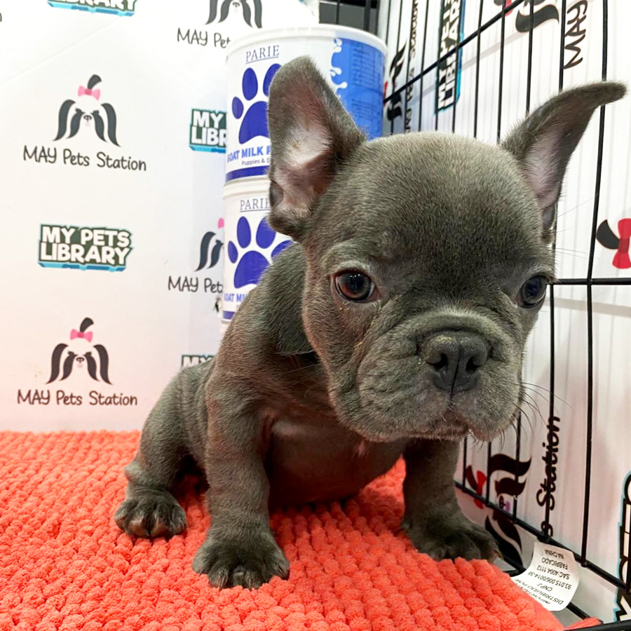 French bulldog Puppy (Male) For Sale