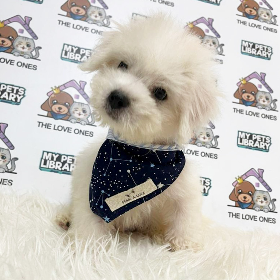 Bichon Frise Puppy (Male) For Sale