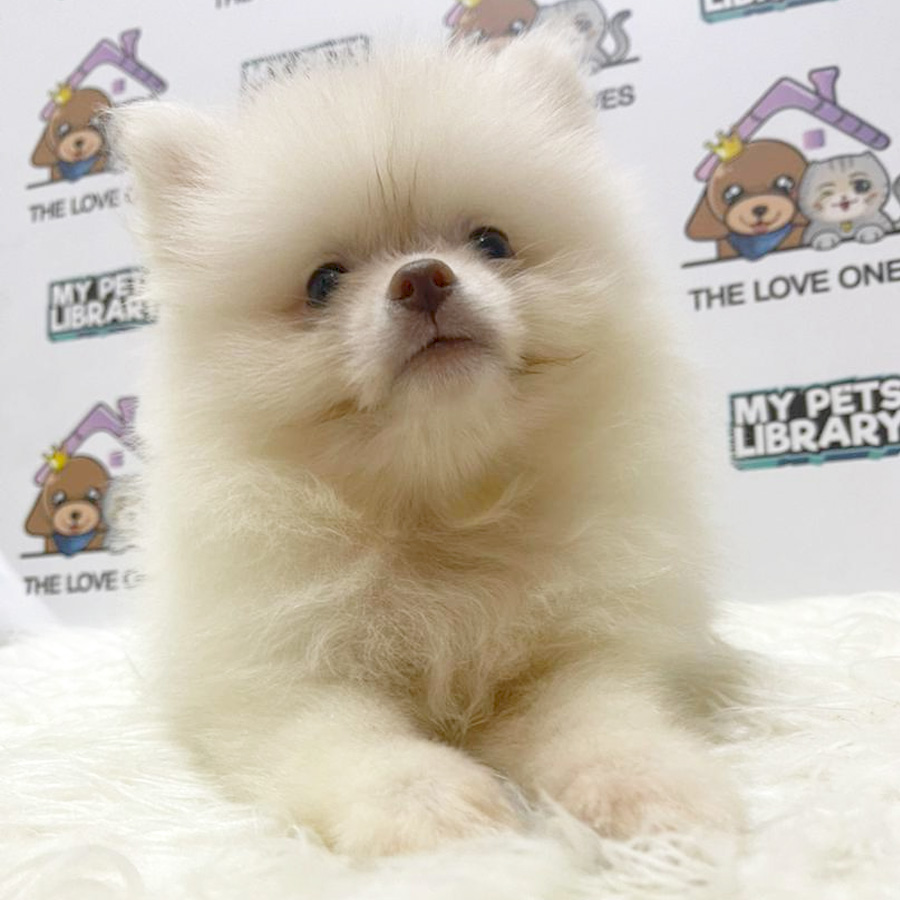 Pomeranian Puppy (Male) For Sale