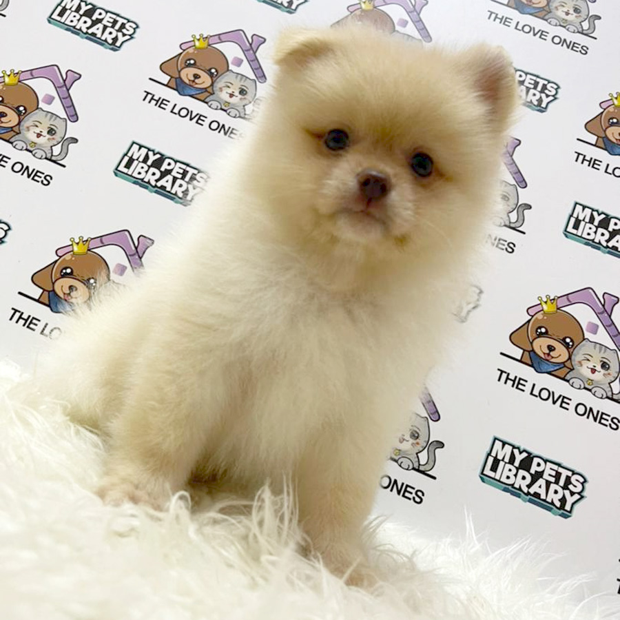 Pomeranian Puppy (Male) For Sale