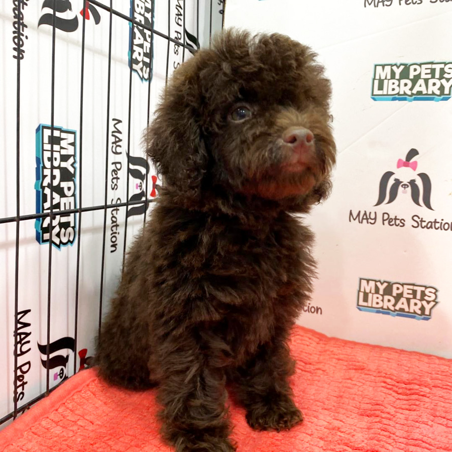 Toy Poodle Puppy (Male) For Sale