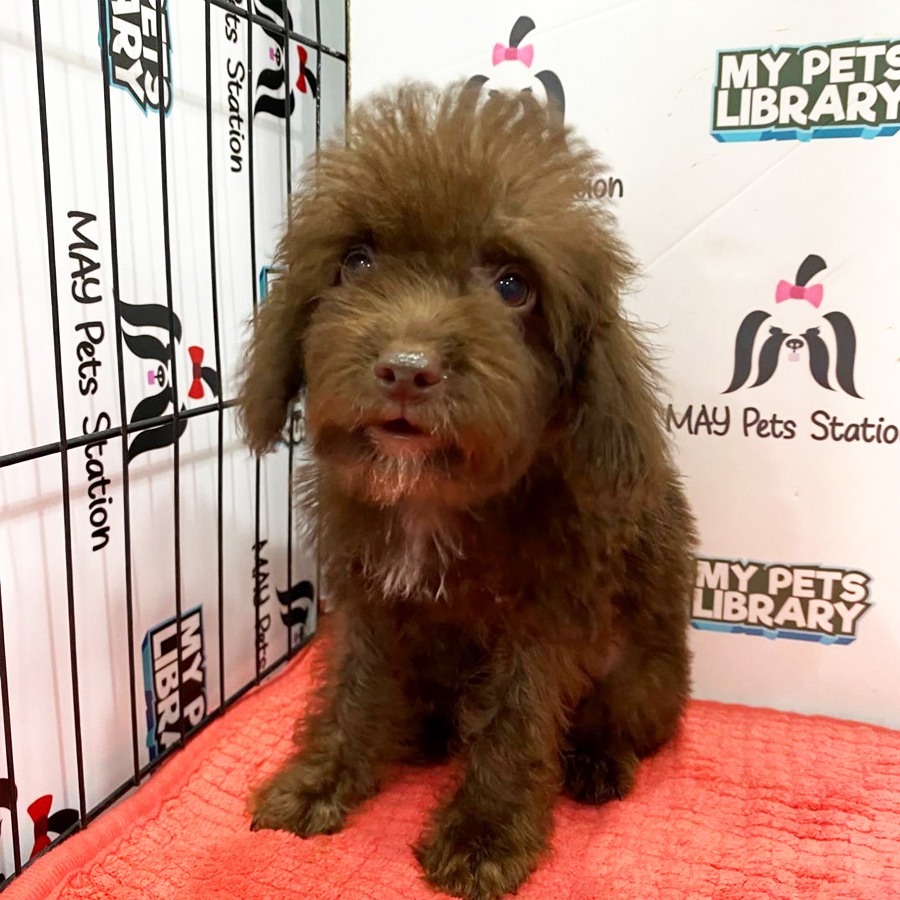 Toy Poodle Puppy (Male) For Sale