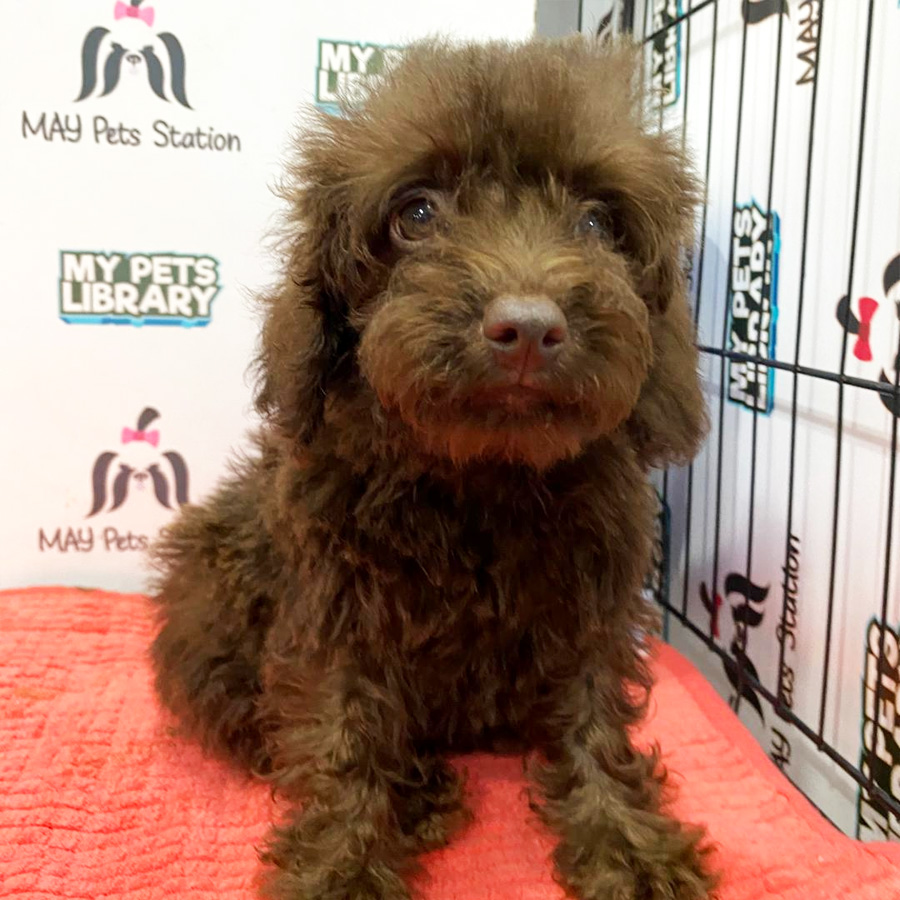 Toy Poodle Puppy (Male) For Sale