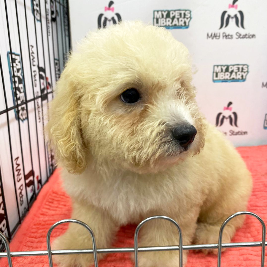 Toy Poodle Puppy (Male) For Sale