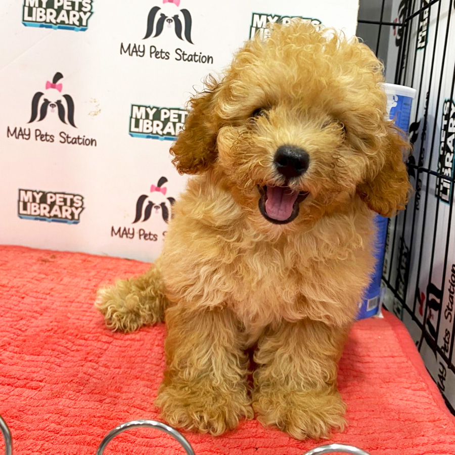 Toy Poodle Puppy (Male) For Sale