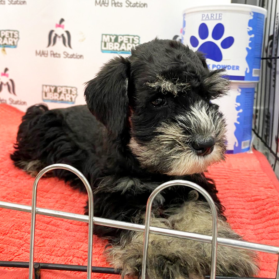 Miniature Schnauzer Puppy (Female) For Sale