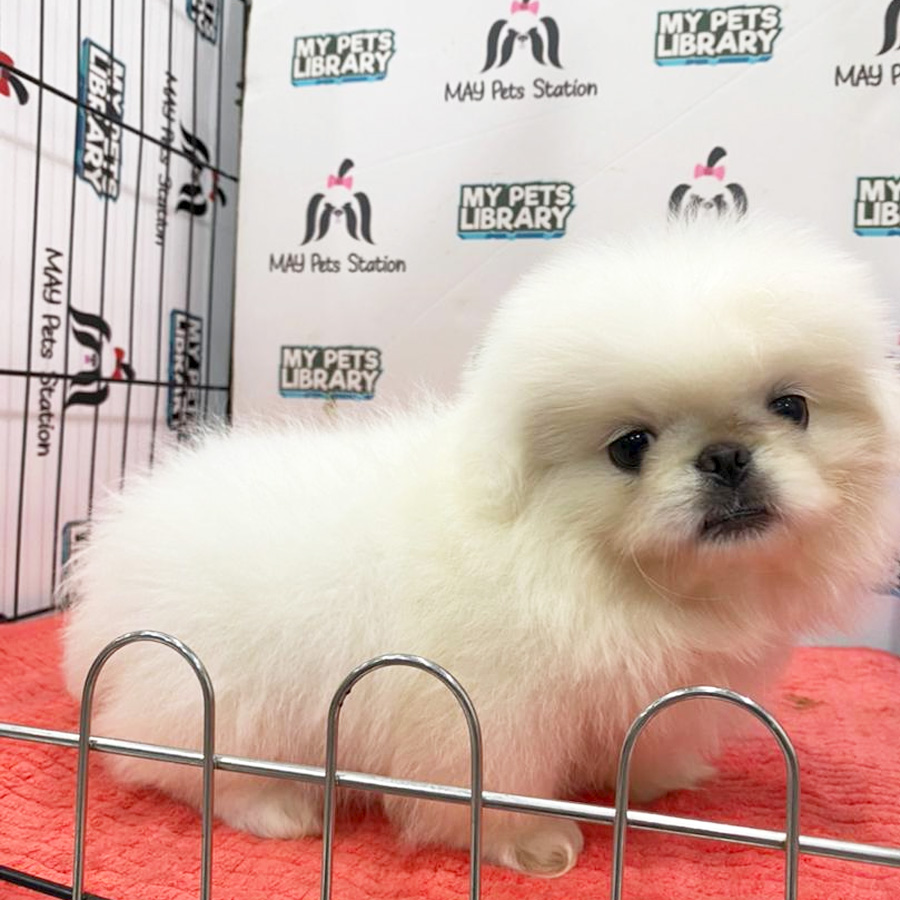 Pekingese Puppy (Female) For Sale