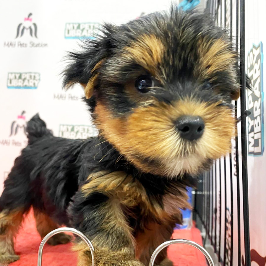 Yorkshire Terrier Puppy (Male) For Sale