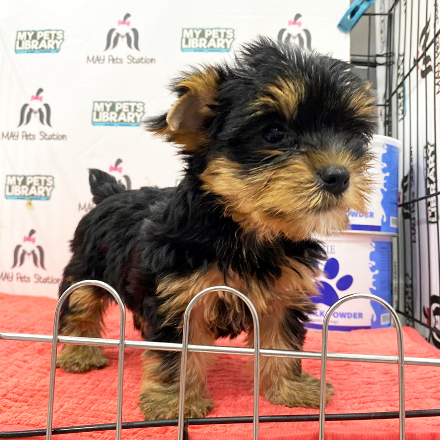 Yorkshire Terrier Puppy (Female) For Sale