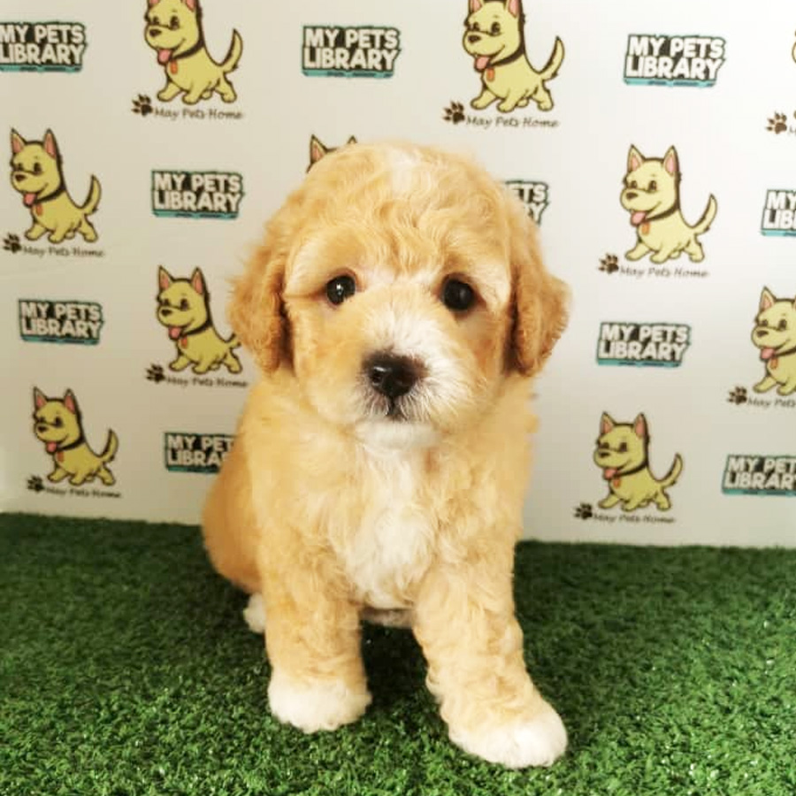 Toy Poodle Puppy (Male) For Sale