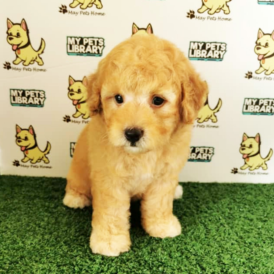 Toy Poodle Puppy (Male) For Sale