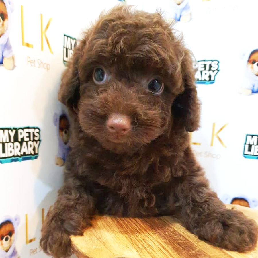 Toy Poodle Puppy (Male) For Sale