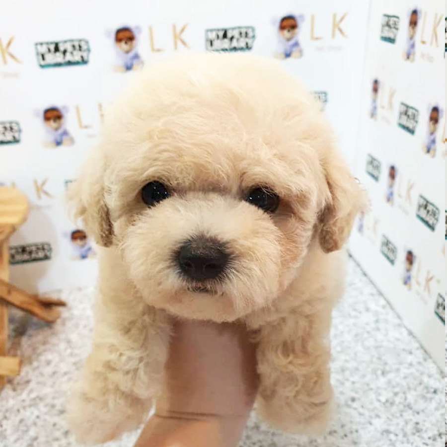 Tiny Poodle Puppy (Female) For Sale