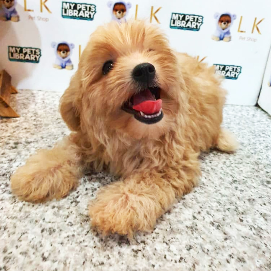 Toy Poodle Puppy (Female) For Sale