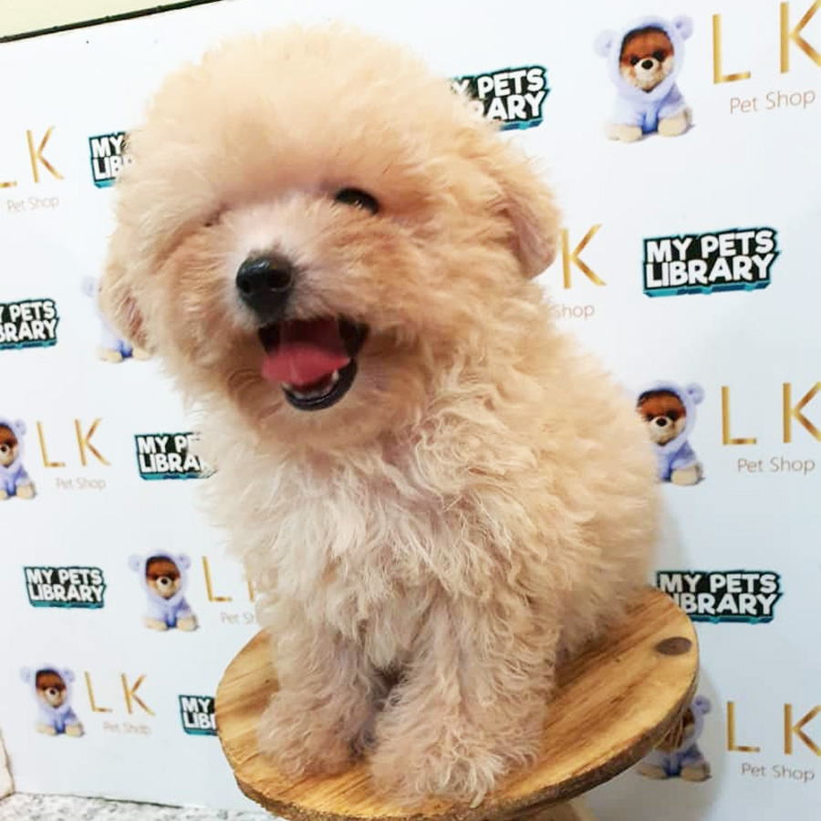 Tiny Poodle Puppy (Female) For Sale