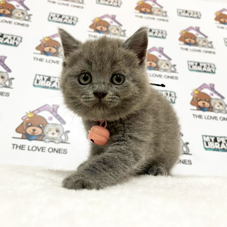 British Shorthair Kitten (Female) For Sale