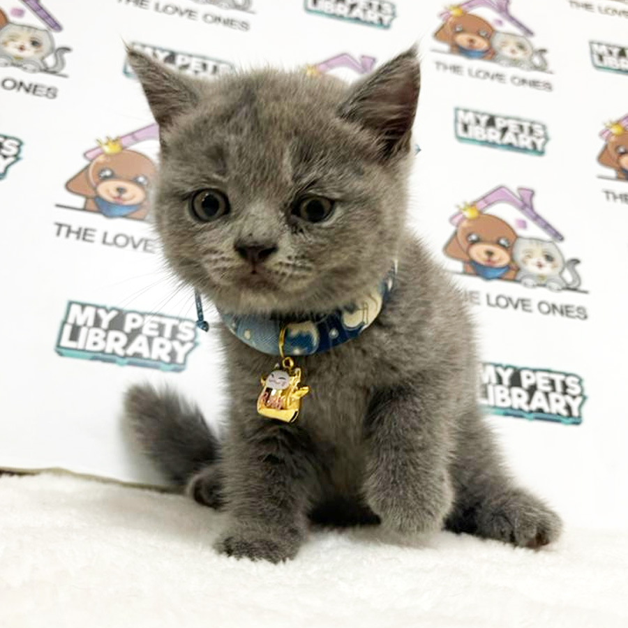 British Shorthair Kitten (Male) For Sale