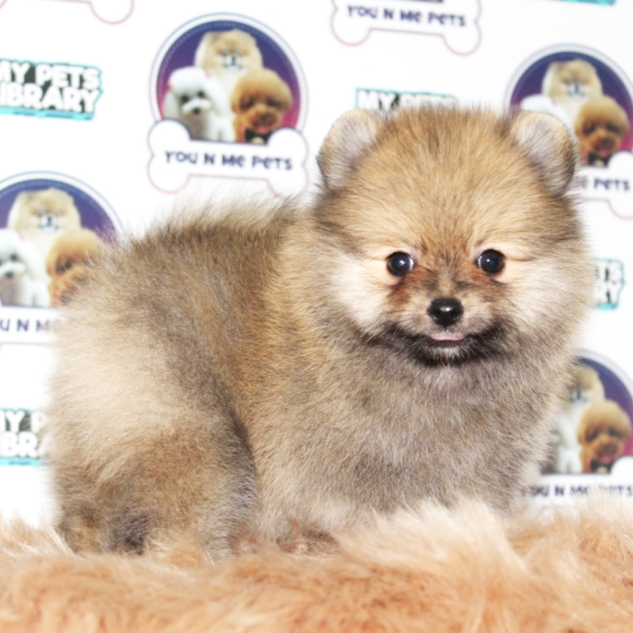 Pomeranian Puppy (Male) For Sale