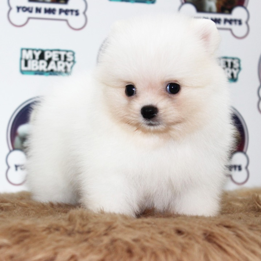Pomeranian Puppy (Male) For Sale