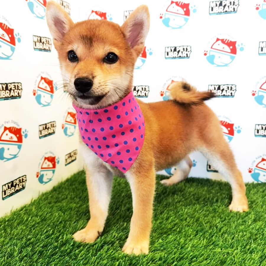 Shiba Inu Puppy (Female) For Sale