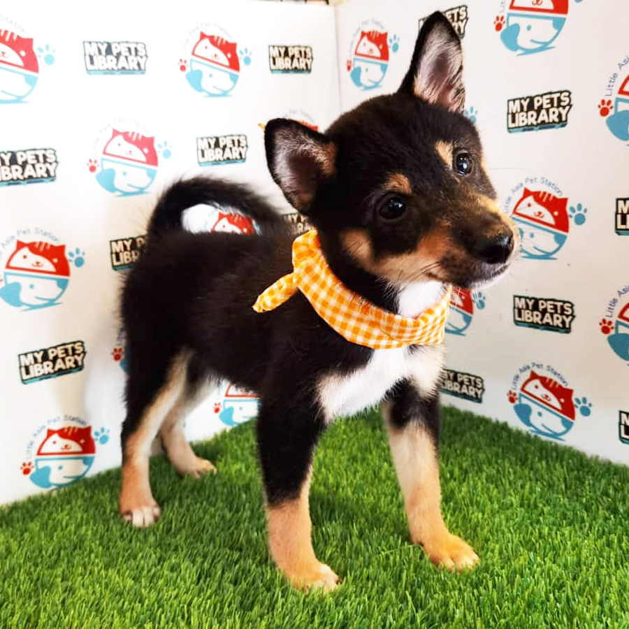 Shiba Inu Puppy (Female) For Sale