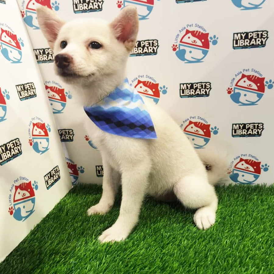 Shiba Inu Puppy (Female) For Sale