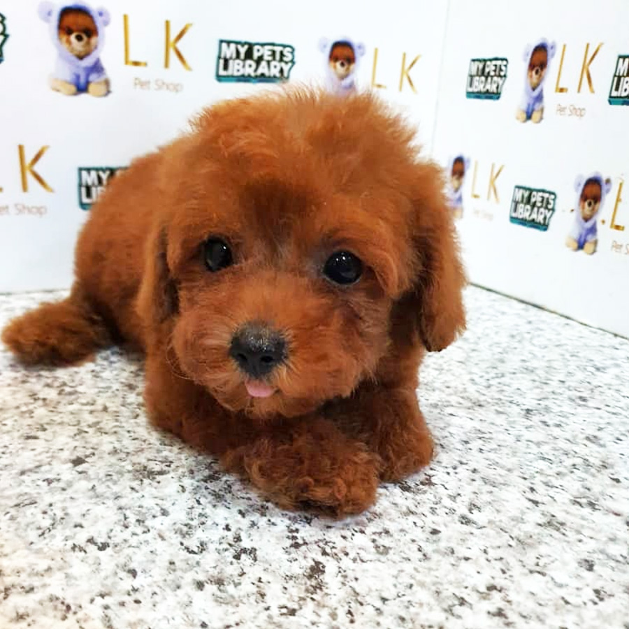 Toy Poodle Puppy (Male) For Sale