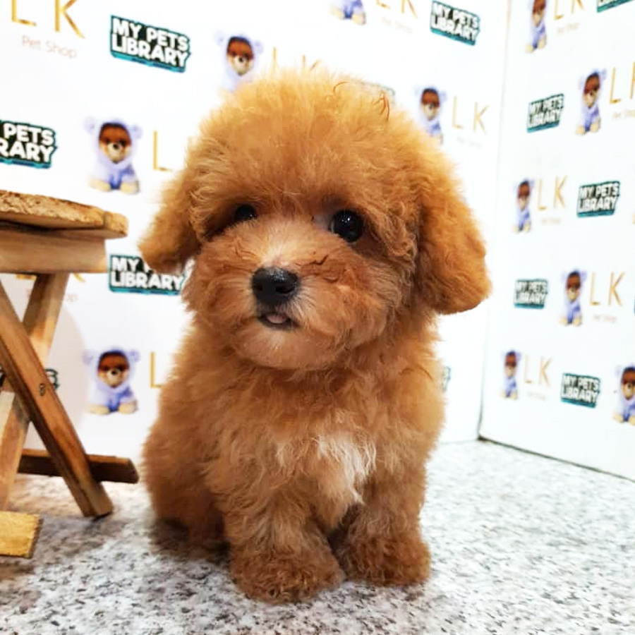Toy Poodle Puppy (Male) For Sale