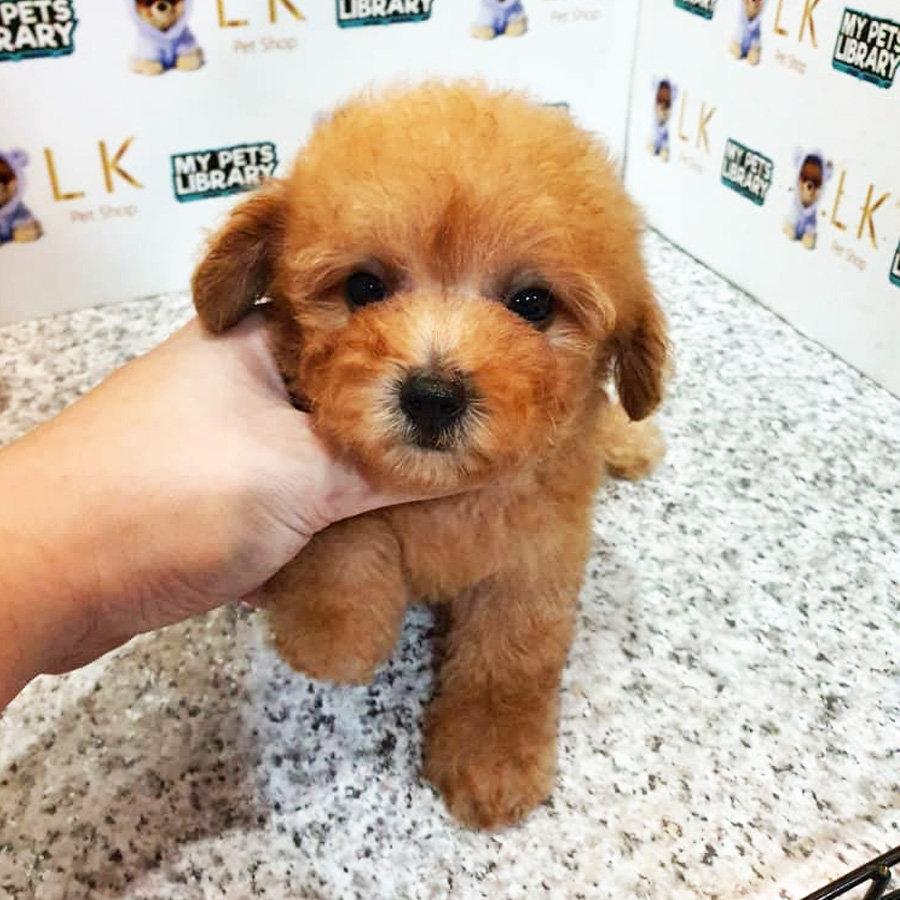 Toy Poodle Puppy (Male) For Sale