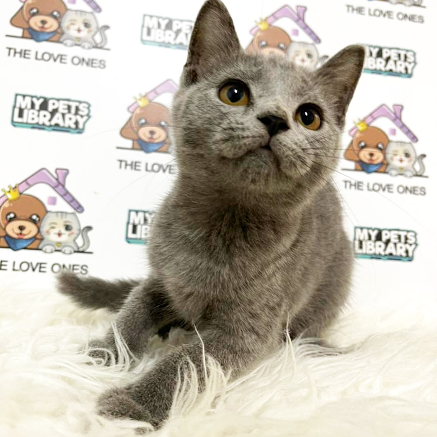 British Shorthair Kitten (Male) For Sale