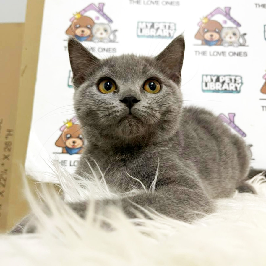 British Shorthair Kitten (Female) For Sale