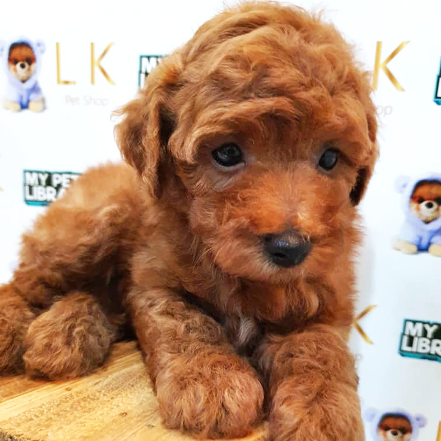 Toy Poodle Puppy (Male) For Sale